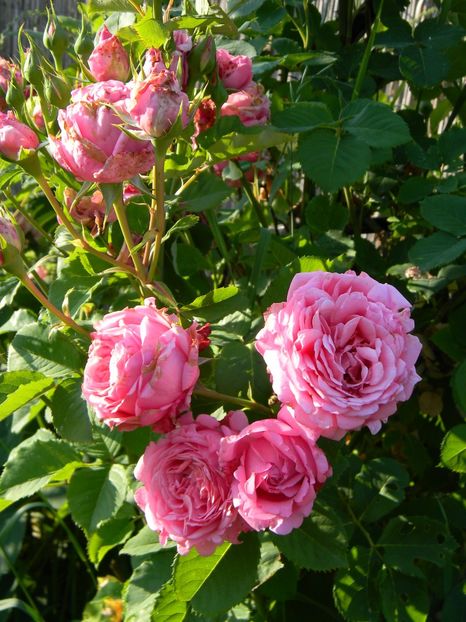  - Trandafiri urcatori 2018