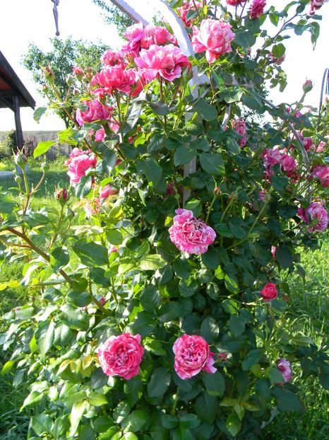  - Trandafiri urcatori 2018