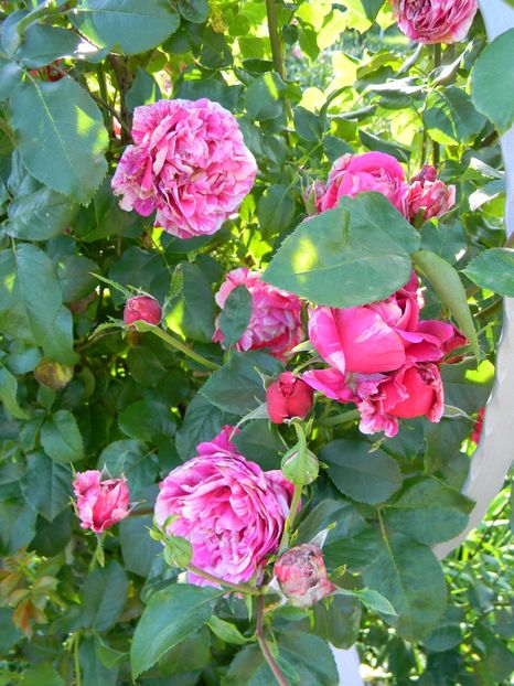  - Trandafiri urcatori 2018