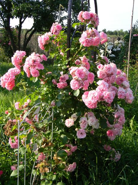  - Trandafiri urcatori 2018