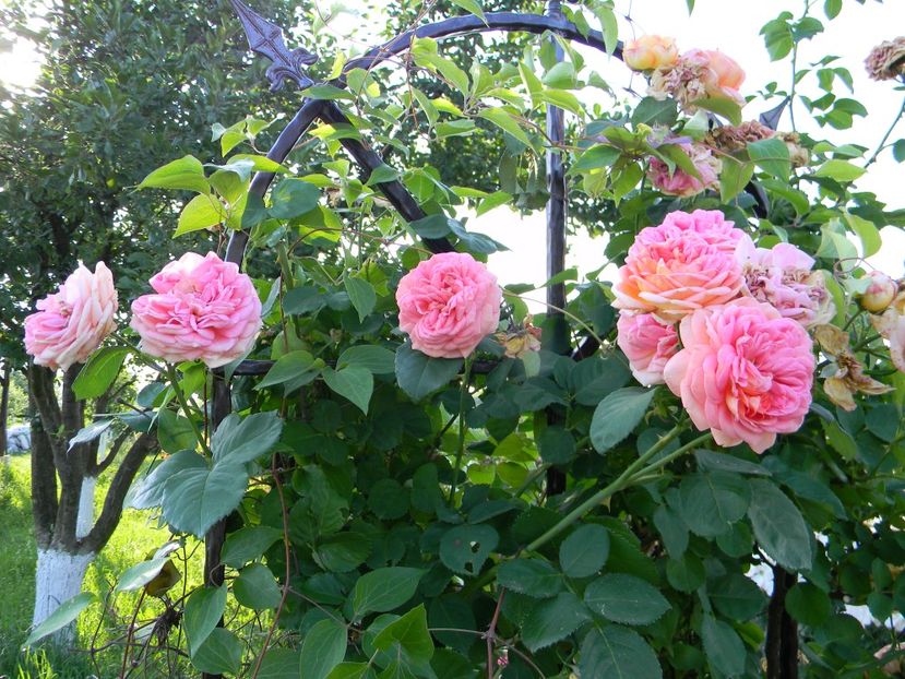  - Trandafiri urcatori 2018