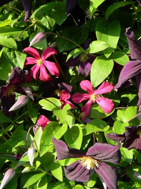  - Clematite 2018