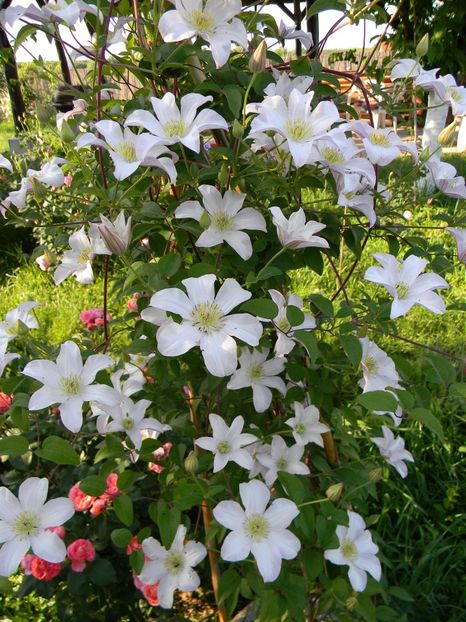  - Clematite 2018