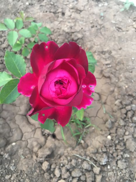 Prima floare trandafir David Austin - Trandafiri