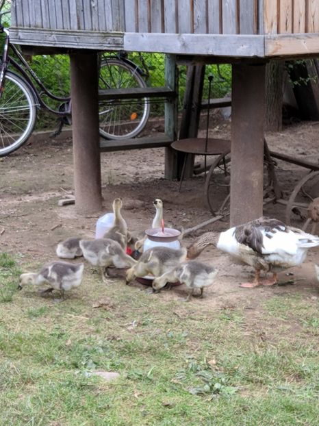  - GASTE AFRICANE si gaste romanesti