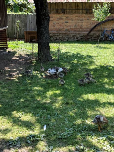  - GASTE AFRICANE si gaste romanesti