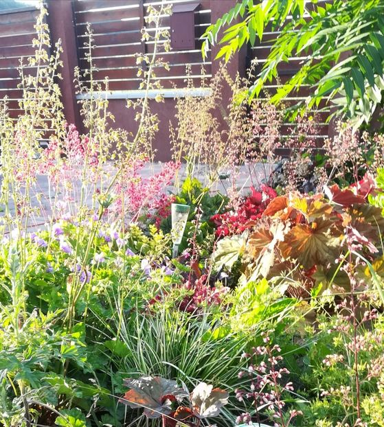  - Gradina la umbra in curs de amenajare