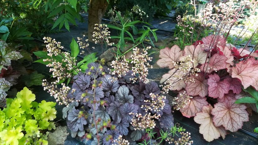  - Gradina la umbra in curs de amenajare