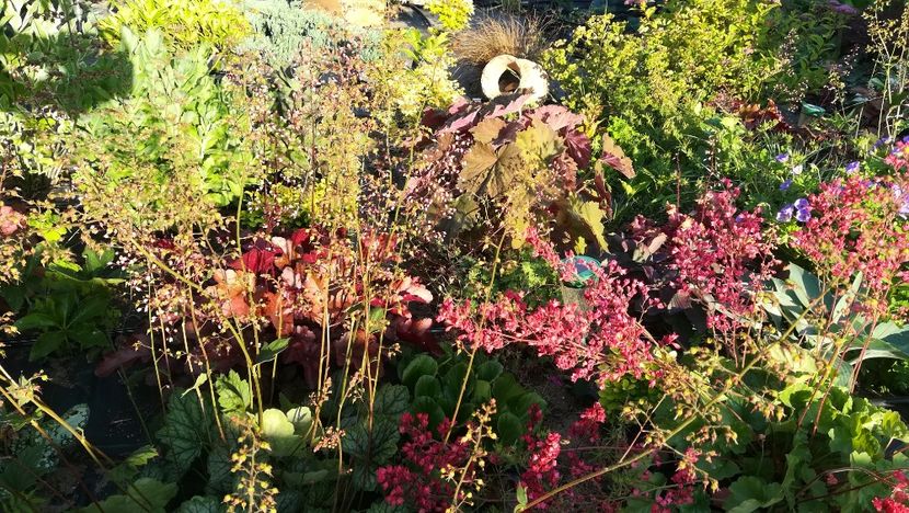  - Gradina la umbra in curs de amenajare