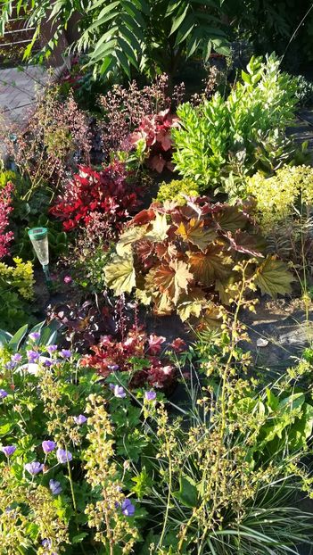  - Gradina la umbra in curs de amenajare