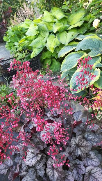  - Gradina la umbra in curs de amenajare