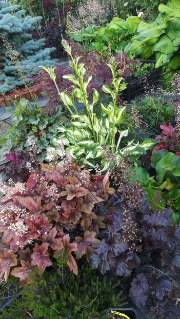  - Gradina la umbra in curs de amenajare