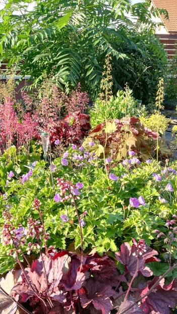  - Gradina la umbra in curs de amenajare