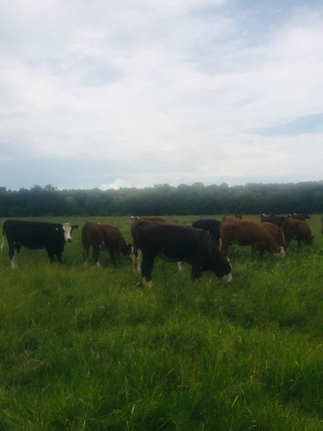 16B4A4C8-B792-4C29-AC2B-20B92BF594A7 - vacile mele