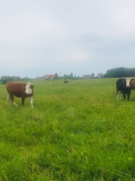 48617DF2-5041-4CDC-BC3B-CF0AE51FC119 - vacile mele