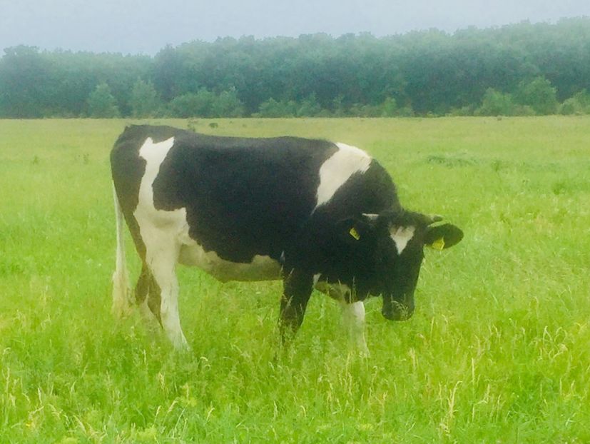 77A27FE7-9D55-4B66-AF3D-89D2BBFCBDD6 - vacile mele