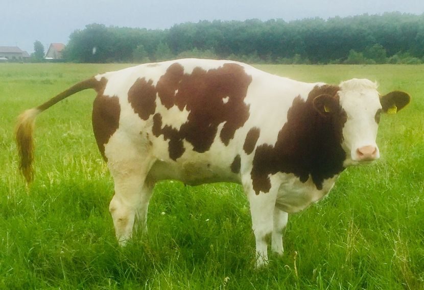 C038555A-5E39-4302-8837-1F8200C599EE - vacile mele