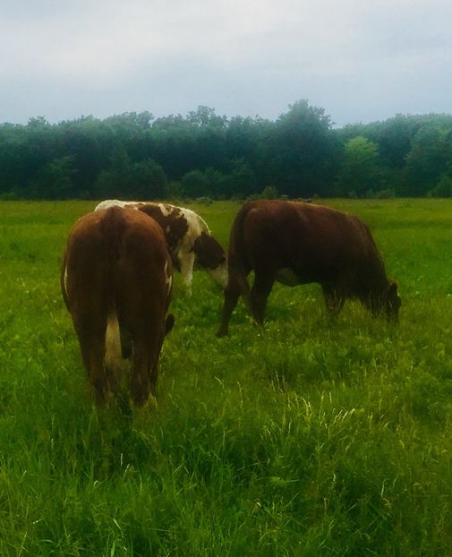 84FB46E8-4D6C-4C7B-B3AF-93AF9BCAB857 - vacile mele