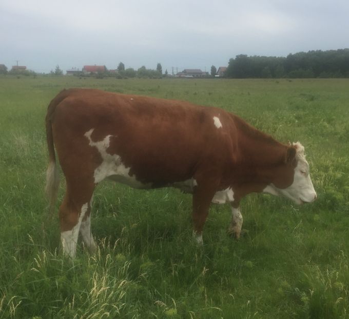 60EC9B71-BEED-4D54-9389-78A1768B6464 - vacile mele