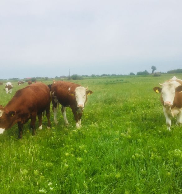 13A0D7F6-E115-4DD6-BA04-E594B822DE24 - vacile mele