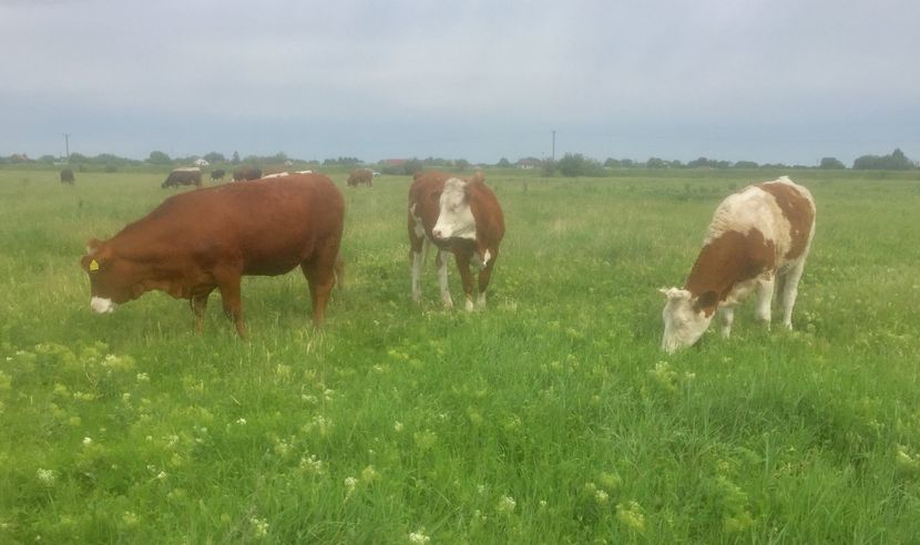 924A1A88-D82C-4641-A7FB-B2CB8747608C - vacile mele