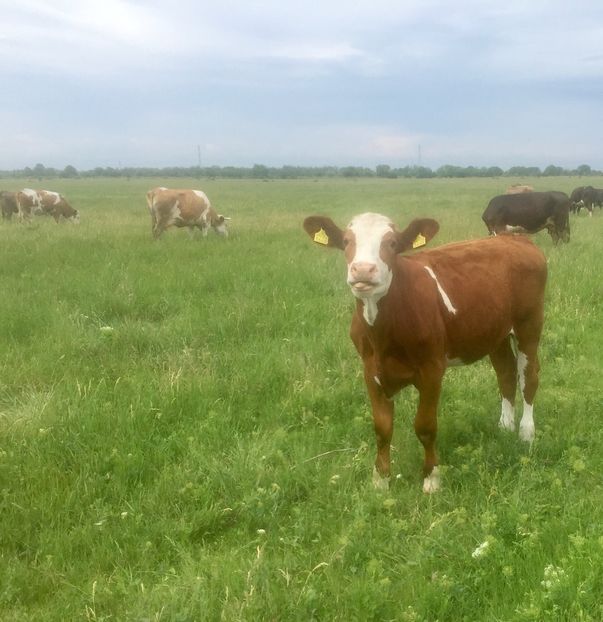 A752BD1C-29A1-4574-999C-591CF5054EEC - vacile mele