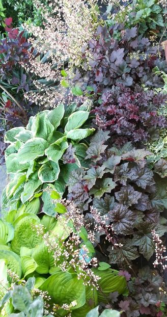  - Gradina la umbra in curs de amenajare