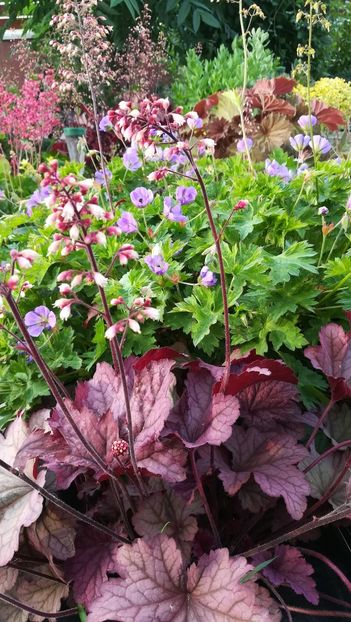  - Gradina la umbra in curs de amenajare