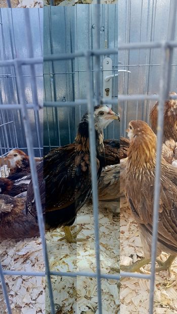  - 0- Expozitie de pasari la Muzeul Antipa Bucuresti 1-3 iunie 2018