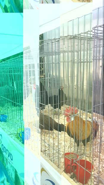  - 0- Expozitie de pasari la Muzeul Antipa Bucuresti 1-3 iunie 2018