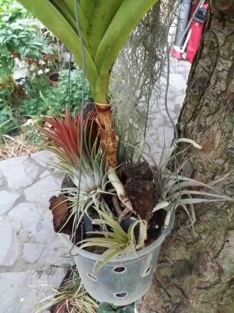  - 1Tillandsia