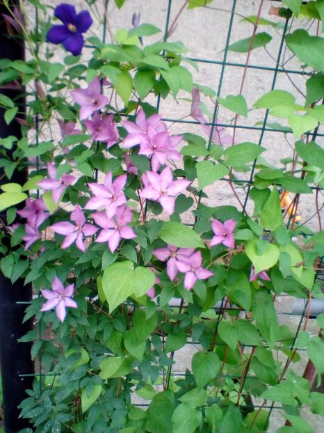 01 06 2018 - Margaret Hunt