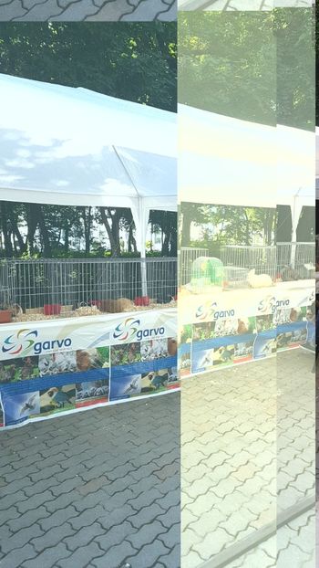  - 0- Expozitie de pasari la Muzeul Antipa Bucuresti 1-3 iunie 2018