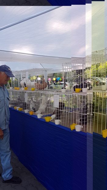  - 0- Expozitie de pasari la Muzeul Antipa Bucuresti 1-3 iunie 2018