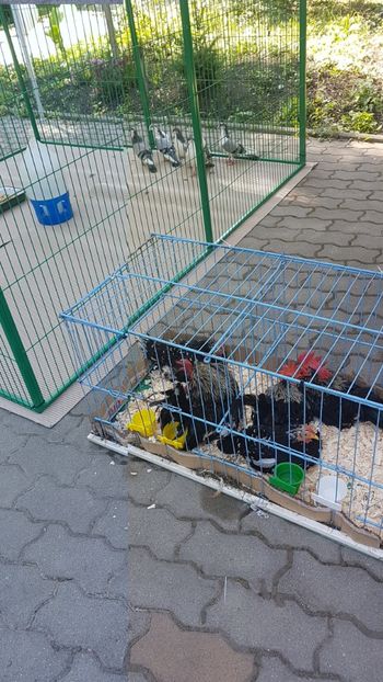  - 0- Expozitie de pasari la Muzeul Antipa Bucuresti 1-3 iunie 2018