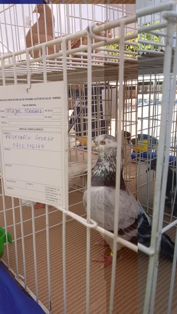  - 0- Expozitie de pasari la Muzeul Antipa Bucuresti 1-3 iunie 2018