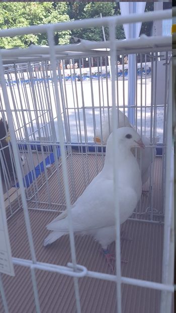  - 0- Expozitie de pasari la Muzeul Antipa Bucuresti 1-3 iunie 2018