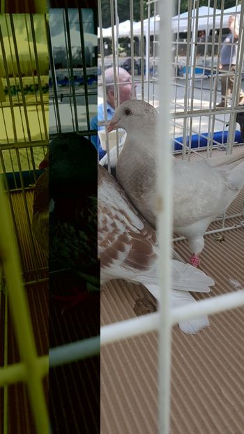  - 0- Expozitie de pasari la Muzeul Antipa Bucuresti 1-3 iunie 2018