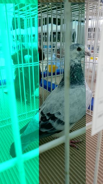  - 0- Expozitie de pasari la Muzeul Antipa Bucuresti 1-3 iunie 2018