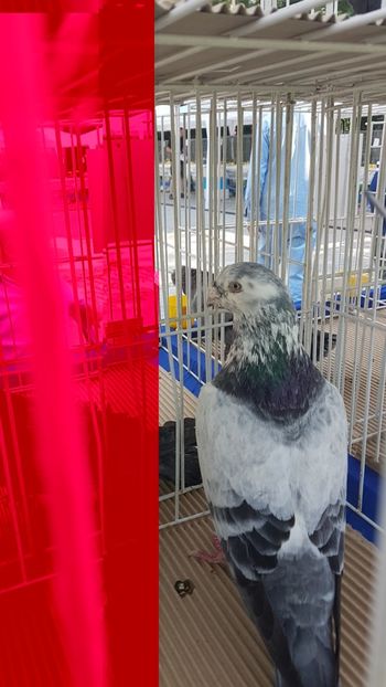  - 0- Expozitie de pasari la Muzeul Antipa Bucuresti 1-3 iunie 2018