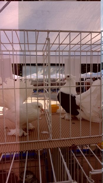  - 0- Expozitie de pasari la Muzeul Antipa Bucuresti 1-3 iunie 2018