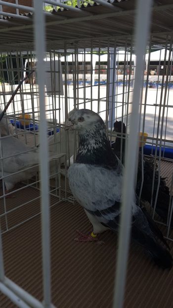  - 0- Expozitie de pasari la Muzeul Antipa Bucuresti 1-3 iunie 2018