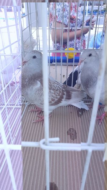  - 0- Expozitie de pasari la Muzeul Antipa Bucuresti 1-3 iunie 2018