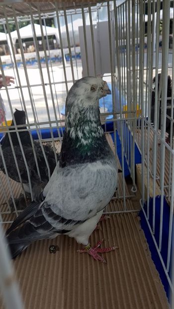  - 0- Expozitie de pasari la Muzeul Antipa Bucuresti 1-3 iunie 2018