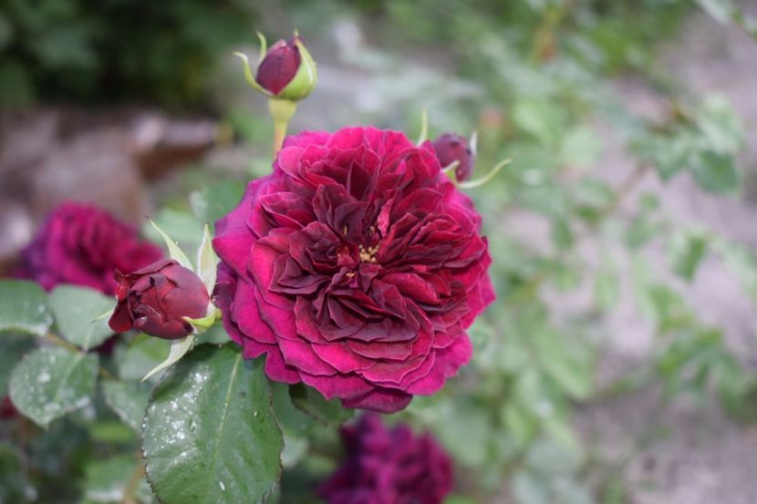 Il ador ❤ - Tradescant