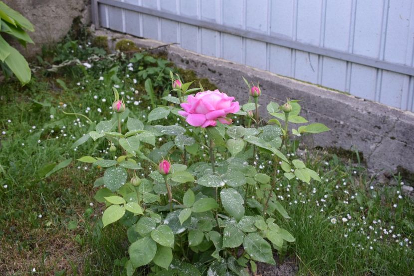  - Comtesse Cecile de Chabrillant