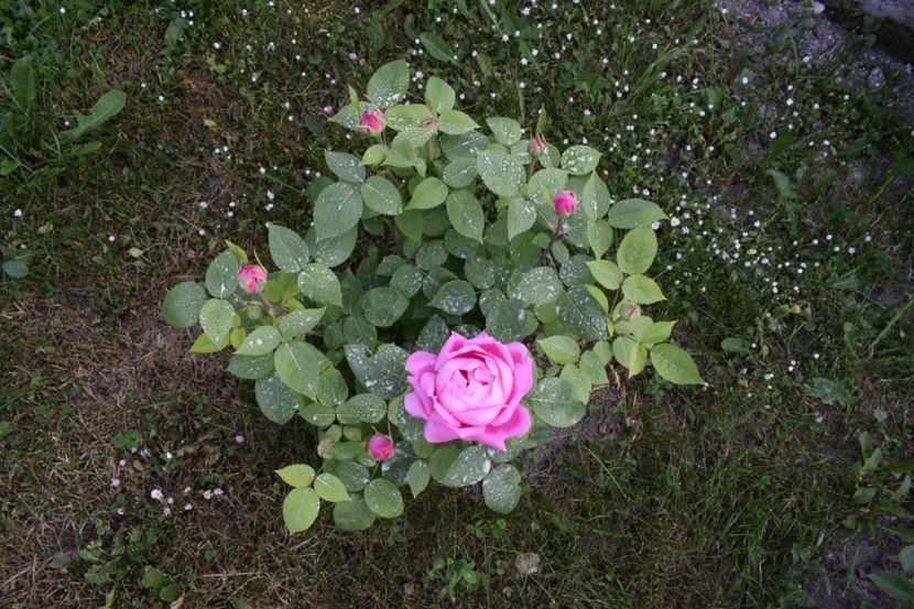  - Comtesse Cecile de Chabrillant