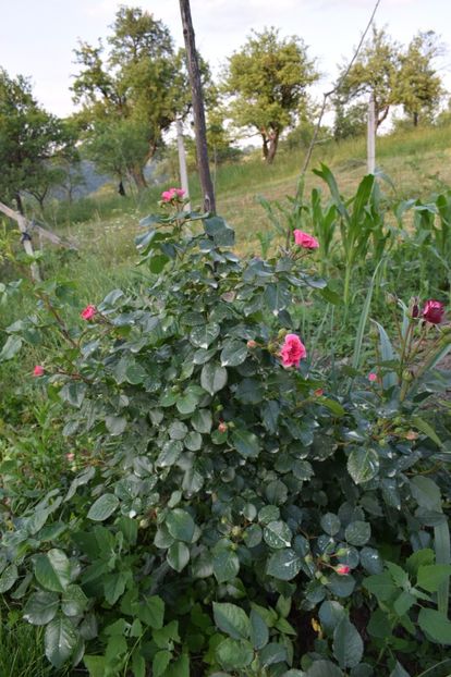  - Les Quatre Saisones