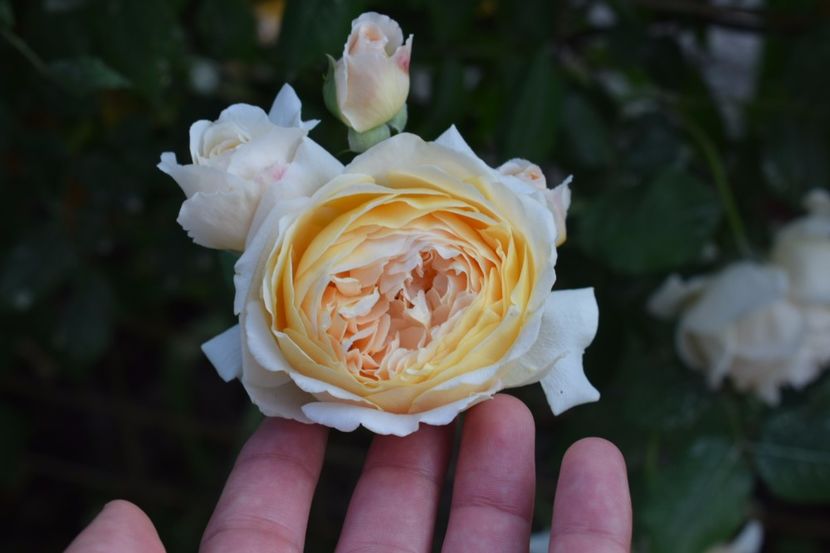  - Crown Princess Margaret