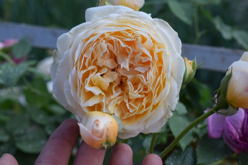  - Crown Princess Margaret